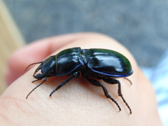 Pasimachus elongatus