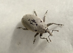 Trichobaris compacta