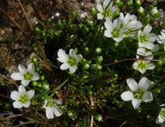 Mononeuria groenlandica