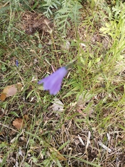Campanula rotundifolia
