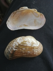 Alasmidonta varicosa