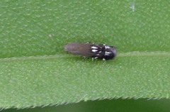 Anacampsis levipedella