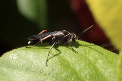 Episyron conterminus