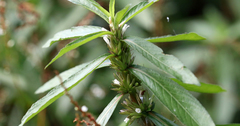 Hygrophila lacustris