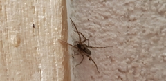 Liocranum