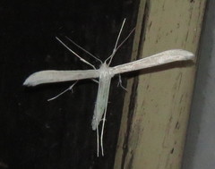 Hellinsia homodactylus