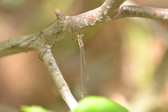 Lestes vigilax