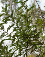 Osteomeles anthyllidifolia