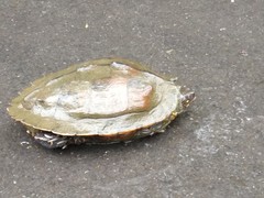 Graptemys ouachitensis