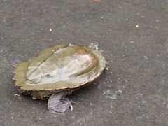 Graptemys ouachitensis