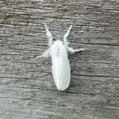 Euproctis chrysorrhoea