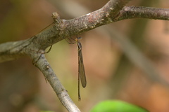 Lestes vigilax