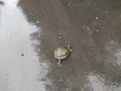 Graptemys ouachitensis