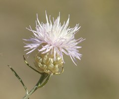Centaurea protomargaritacea