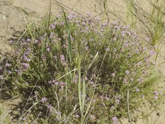 Thymus pallasianus