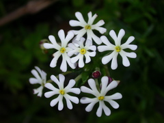 Zaluzianskya maritima