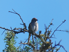 Rhynchospiza strigiceps