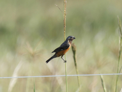Sporophila ruficollis