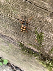 Leptura