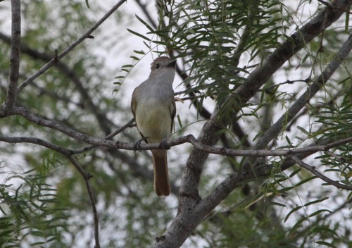 Myiarchus tyrannulus