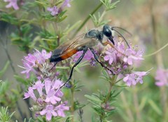 Sphex funerarius