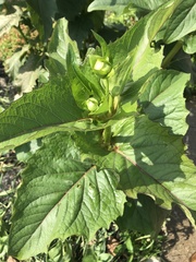 Silphium perfoliatum