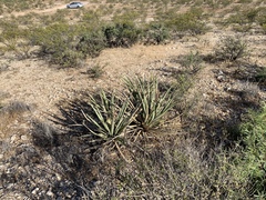 Yucca baccata baccata