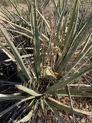 Yucca baccata baccata