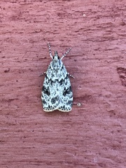 Scoparia basistrigalis