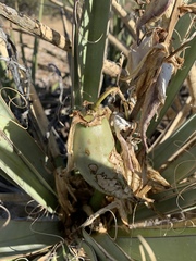 Yucca baccata baccata