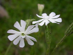 Silene undulata