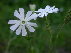 Silene undulata