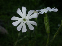 Silene undulata