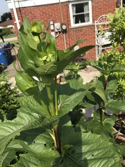 Silphium perfoliatum