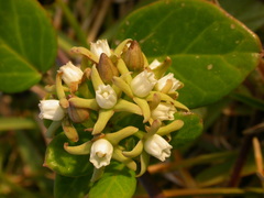 Cynanchum natalitium