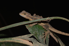 Basiliscus