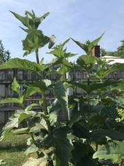 Silphium perfoliatum