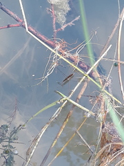 Limnoporus rufoscutellatus
