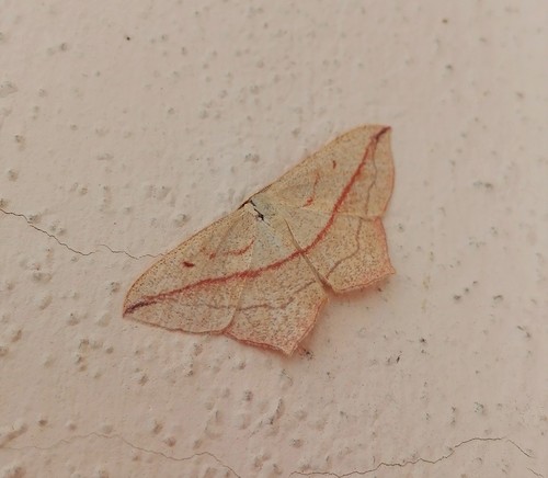 Smailiasparnis pilkasis sprindžiukas nuotrauka