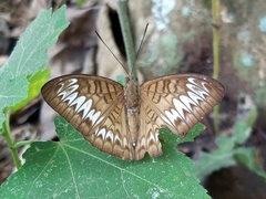 Tanaecia pelea