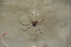 Nephilengys malabarensis