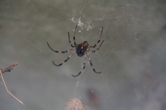 Nephilengys malabarensis