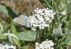 Satyrium behrii