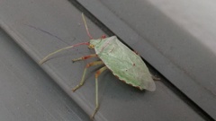 Chlorocoris rufopictus