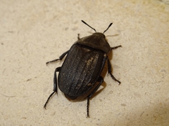 Silpha puncticollis