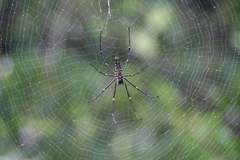 Nephila pilipes