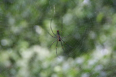 Nephila pilipes