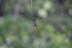 Nephila pilipes