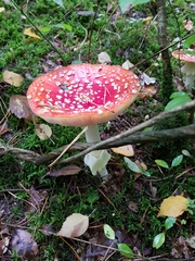 Amanita muscaria