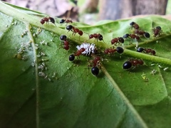 Meranoplus bicolor